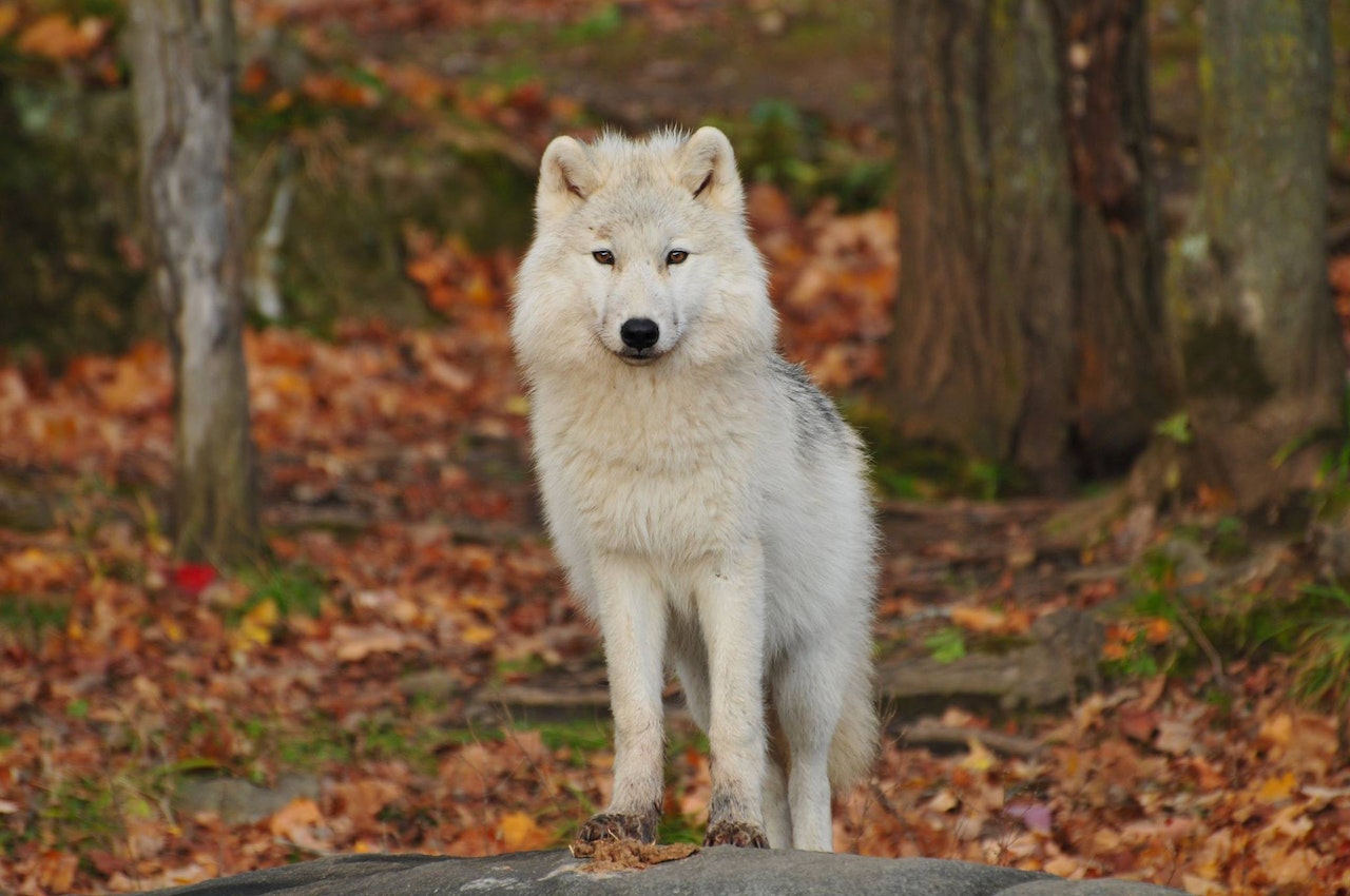 Lobo